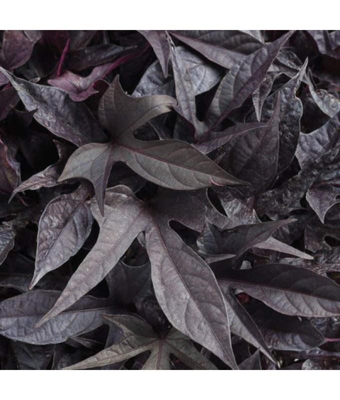 4.75T/10SWEETPOTATO VN BLACKIE