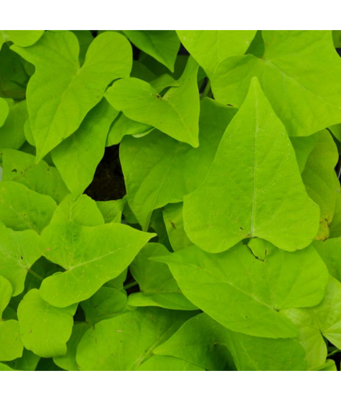 4.75T/10SWEETPOTATO VN CHARTRS