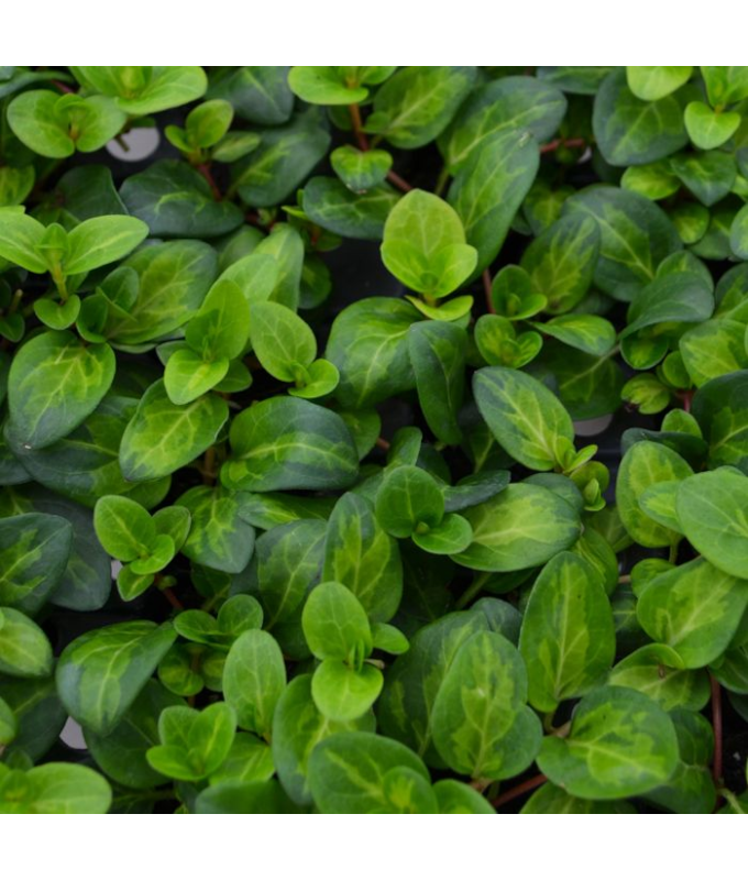 4T/10VINCA VINE MACULATA