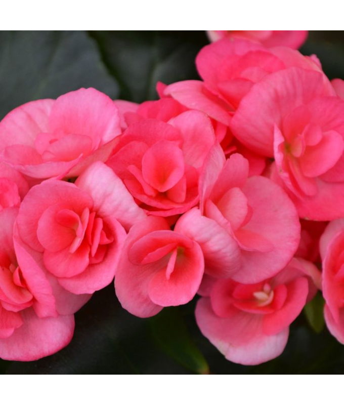 4.33T/8BEGONIA RIEGER PINK