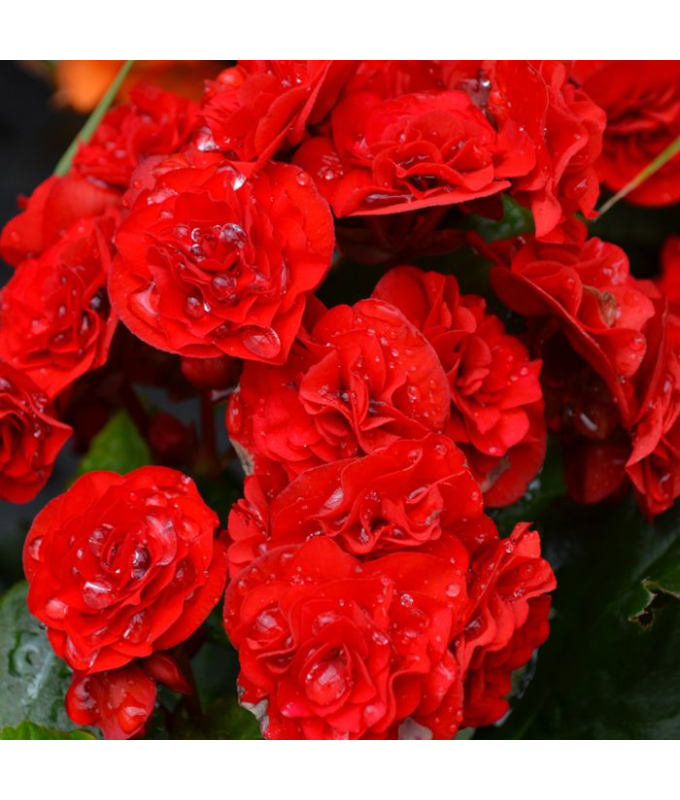 4.33T/8BEGONIA RIEGER RED