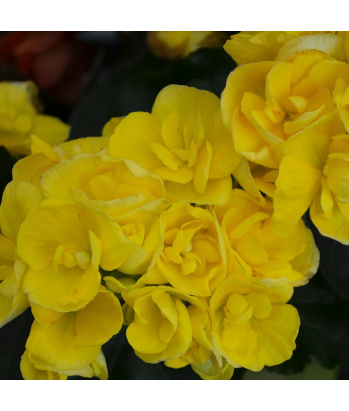 4.33T/8BEGONIA RIEGER YELLOW