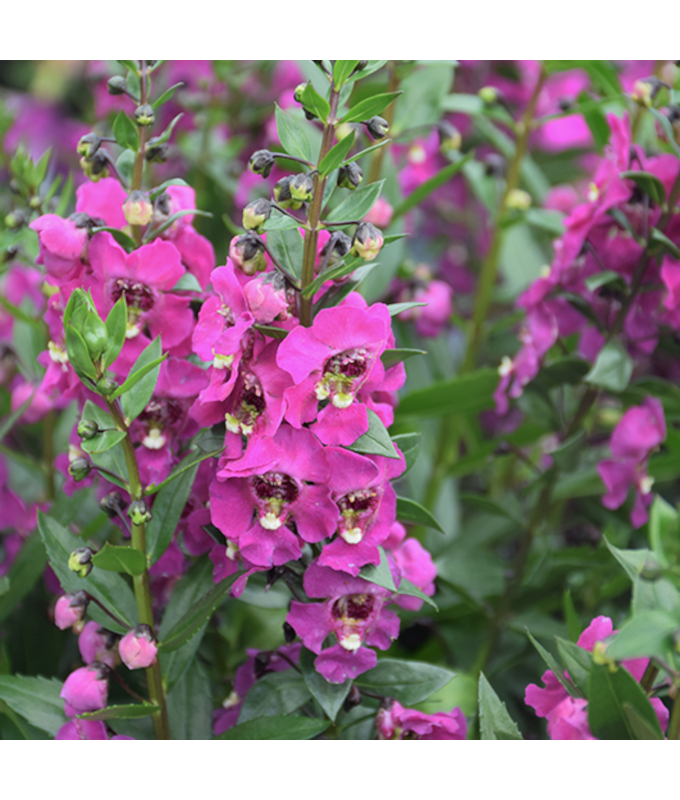 4.75T/10ANGELONIA GUARD ANGL PNK