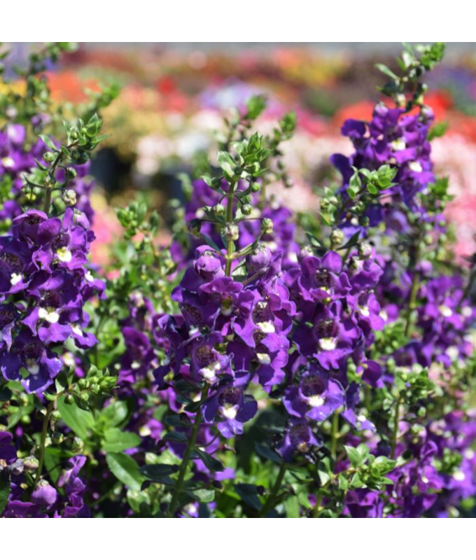 4.75T/10ANGELONIA BIG INDIGO