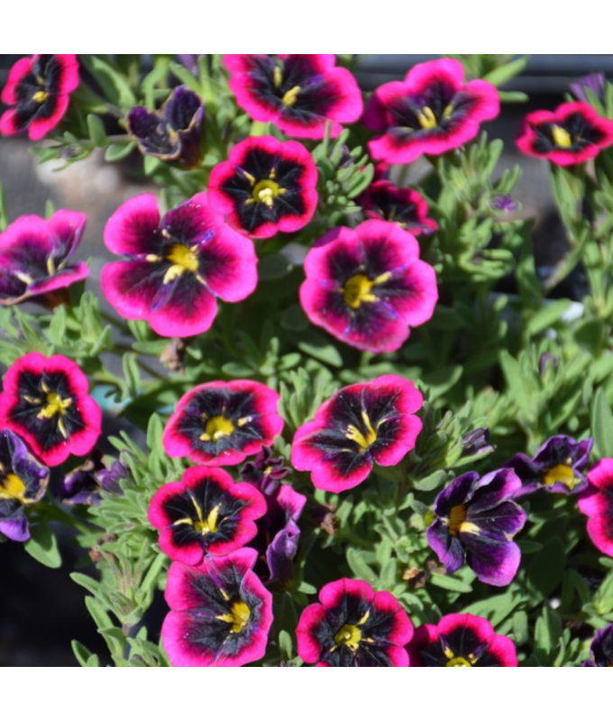 4.75T/10CALI CABARET GNIGHT KISS