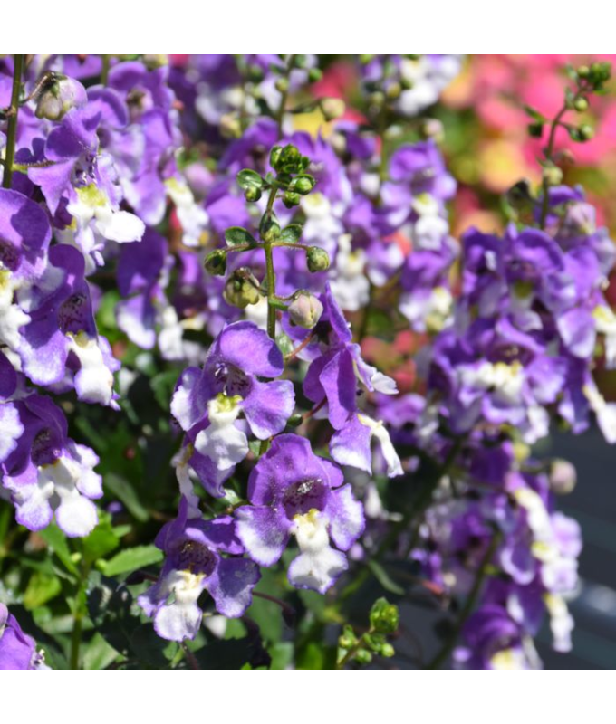4.75T/10ANGELONIA BIG BICLR PRPL