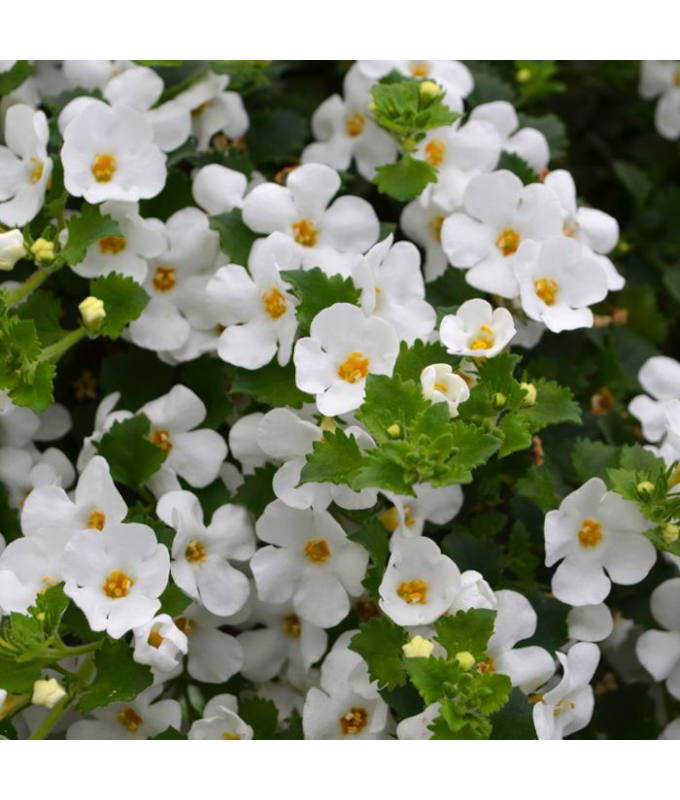 4.75T/10BACOPA WHITE