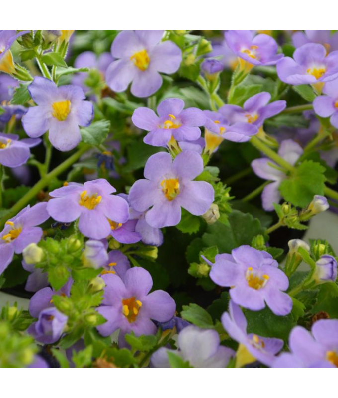 4.75T/10BACOPA GULLIVER BLUE