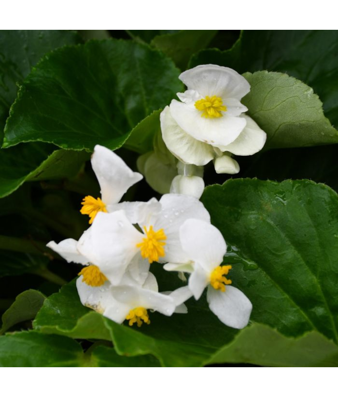 4.75T/10BEGON BIG GL WHITE