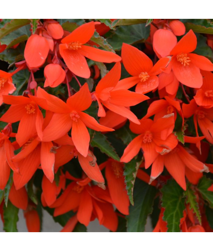 4.75T/10BEGON WTRFL ENCT ORNG