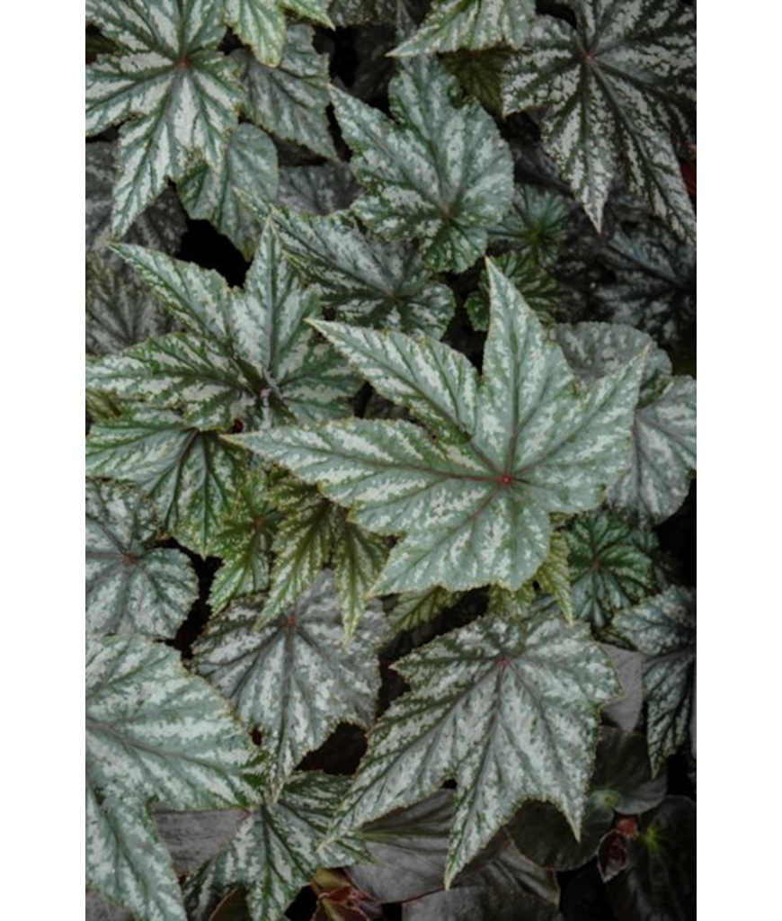 4.75T/10BEGON GRYPHON