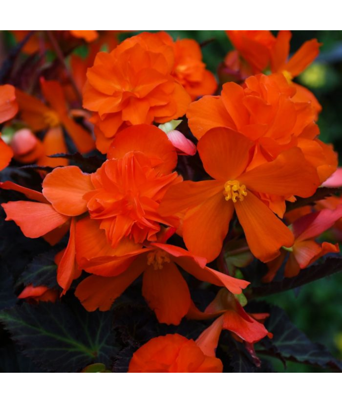 4.75T/10BEGON I'CON PORT HT ORNG