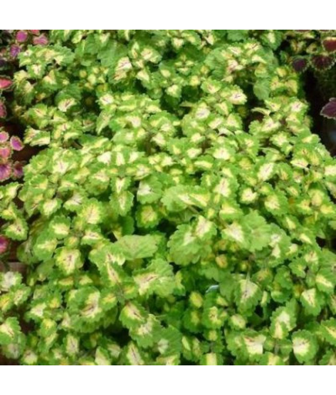 4.75T/10COLEUS TRAILING YOSEMITE