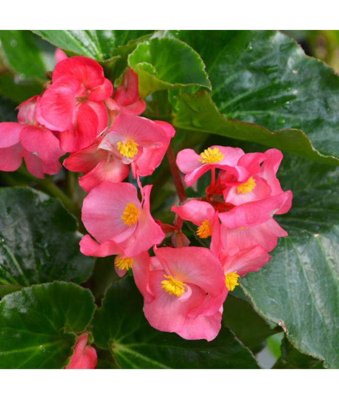 4.75T/10BEGON BIG GL ROSE