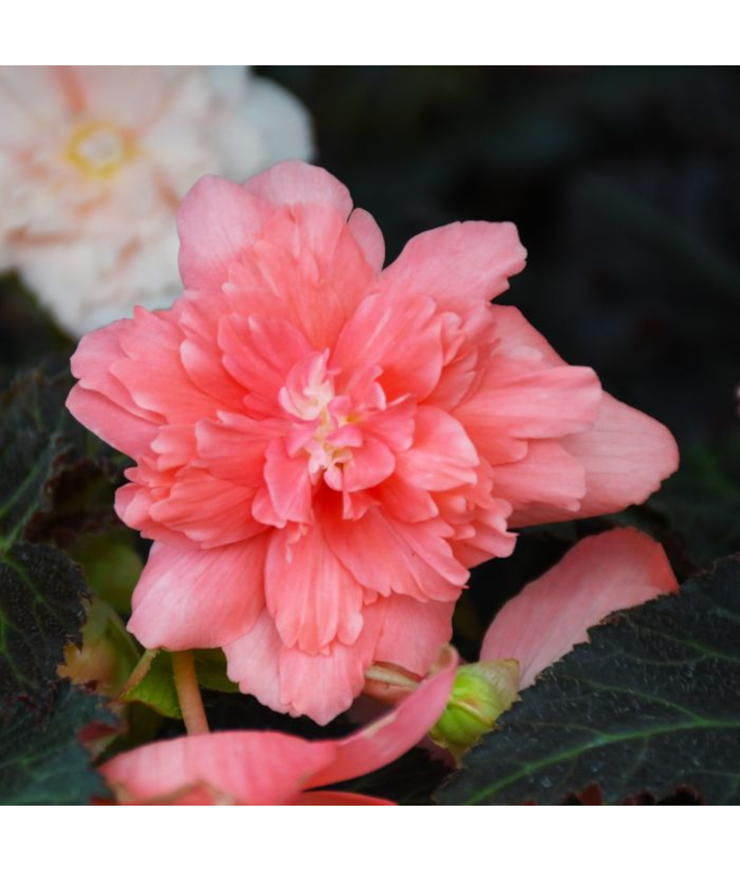 4.75T/10BEGON NONSTOP JOY MCA RS