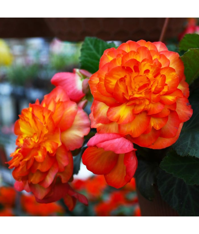 4.75T/10BEGON NONSTOP FLAME