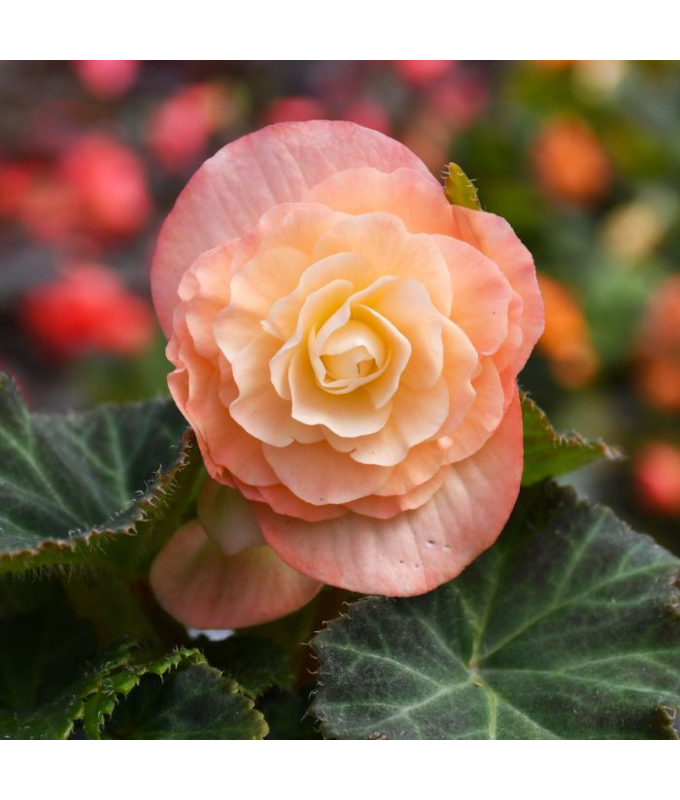 4.75T/10BEGON NONSTOP PEACH