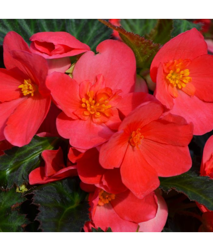 4.75T/10BEGON I'CON FKISS HT PNK