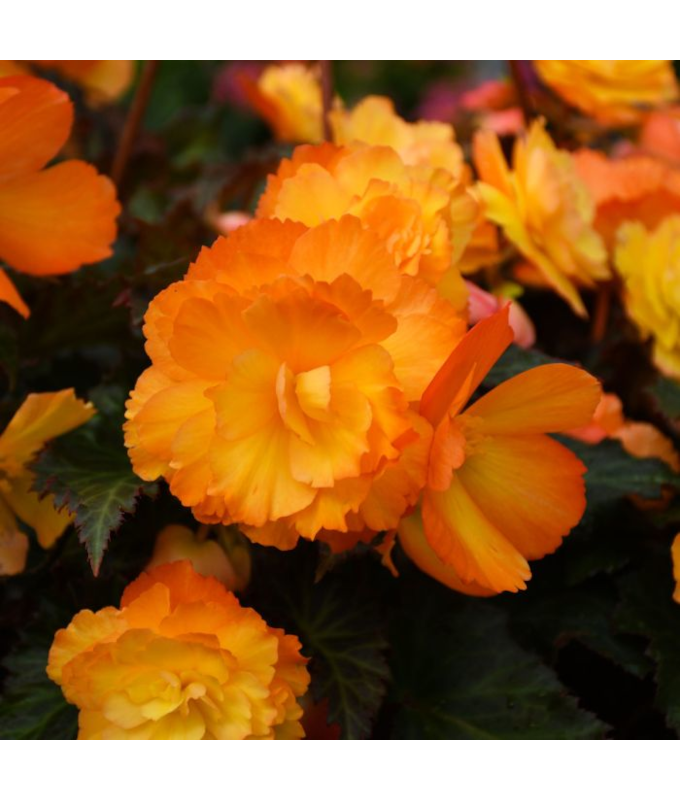 4.75T/10BEGON I'CON FKISS DELSOL