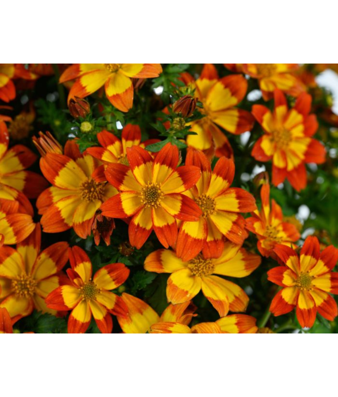 4.75T/10BIDEN BLAZING FLAME