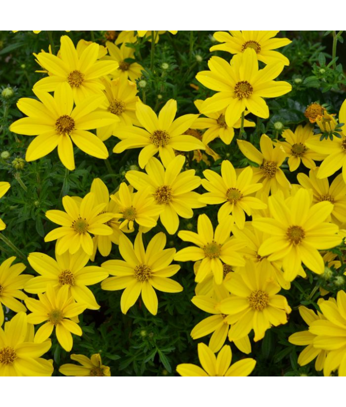 4.75T/10BIDEN SUNSHINE DOUBLE