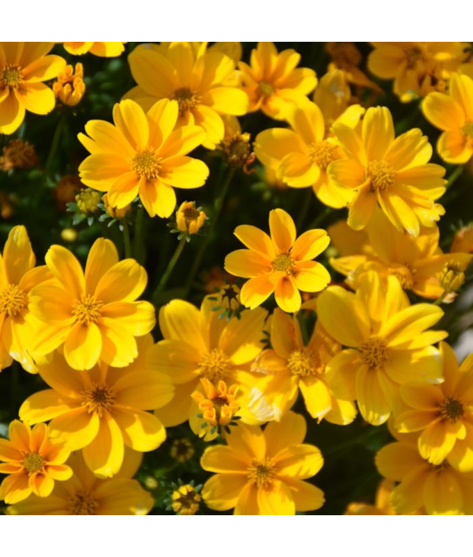 4.75T/10BIDEN EMPIRE-UPRGHT YLW