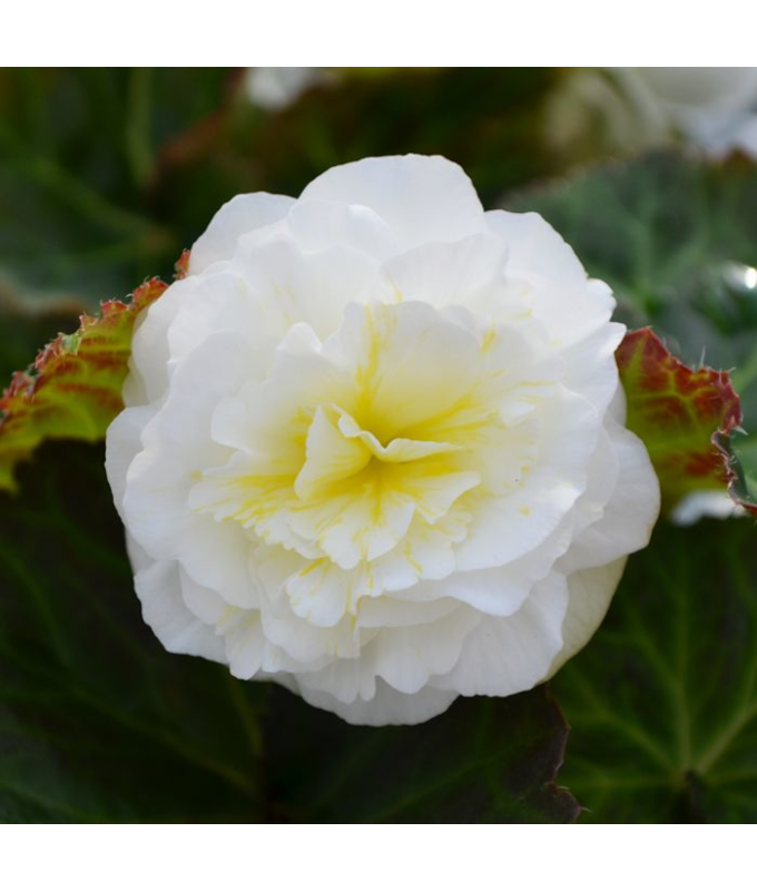 4.75T/10BEGON NONSTOP WHITE