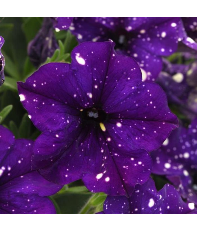 4.75T/10PETUNIA CT INK BLOT