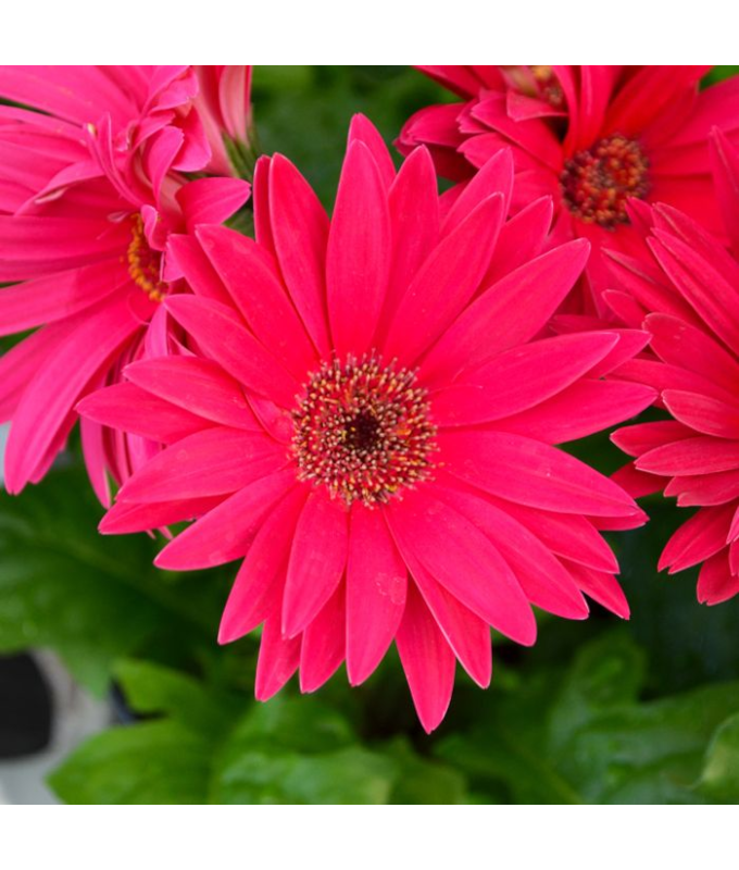 4.75T/10GERBERA JAGUAR ROSE/PINK