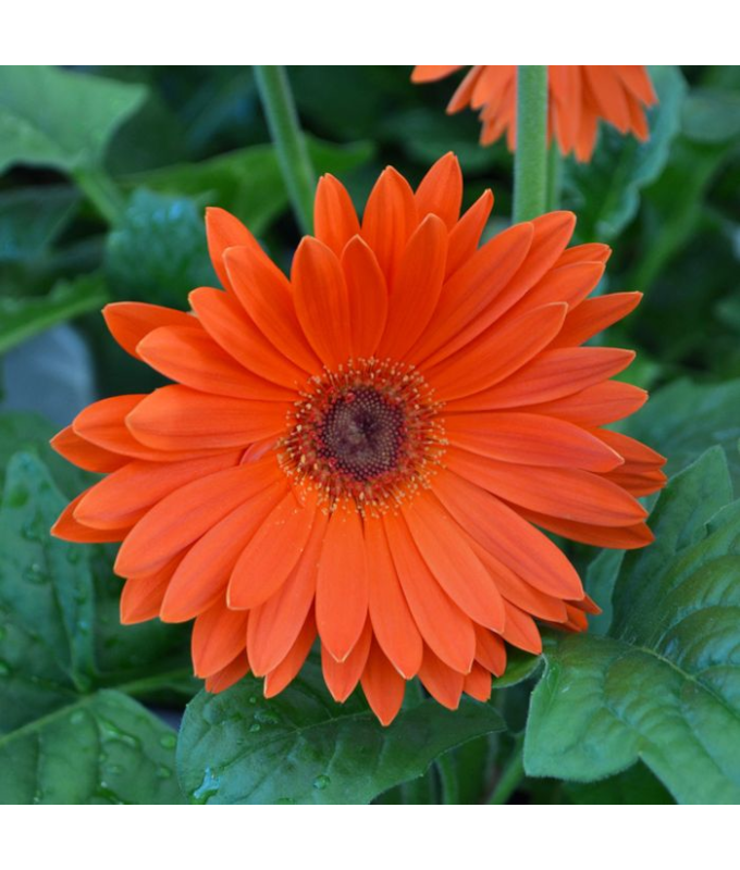 4.75T/10GERBERA JAGUAR TANGERINE