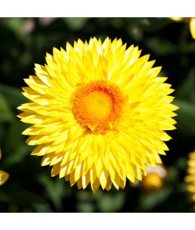 4.75T/10BRACT SUNBRERO YELLOW