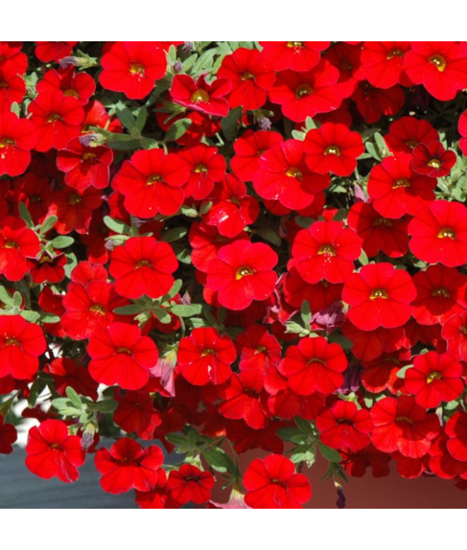 4.75T/10CALI CABARET RED