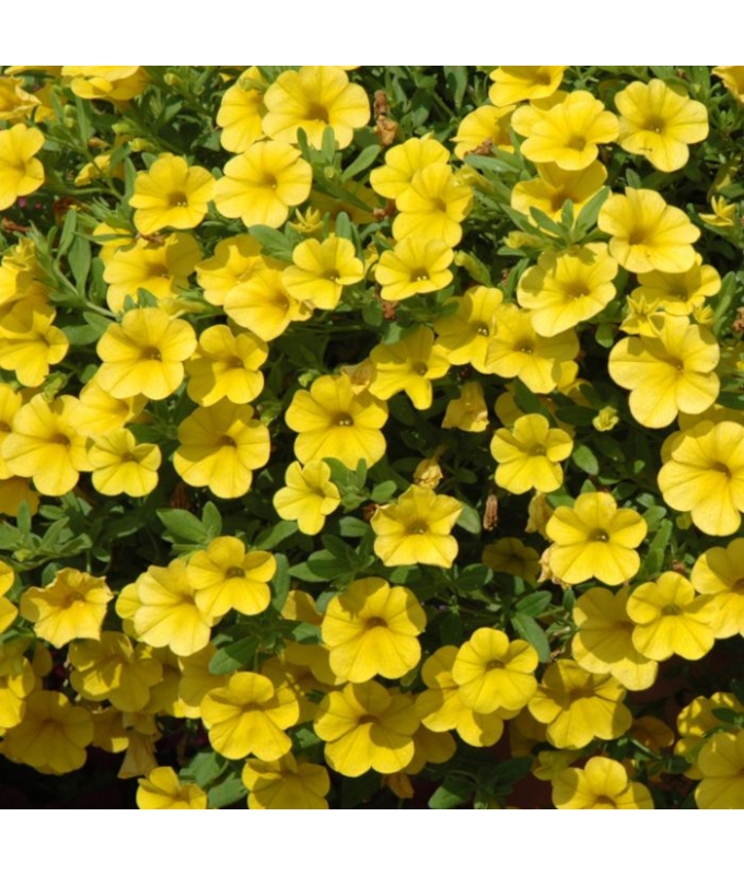 4.75T/10CALI CABARET YELLOW