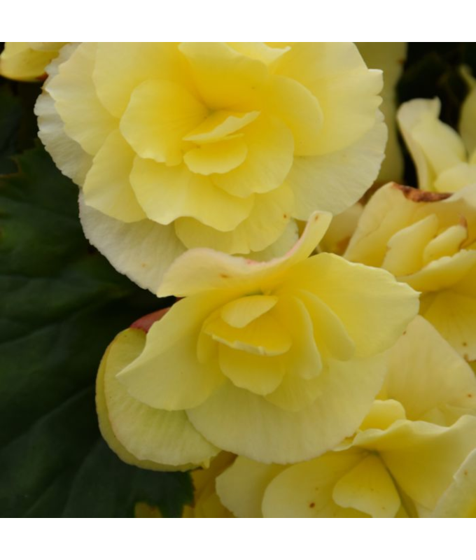 4.75T/10BEGON SOLENIA YELLOW