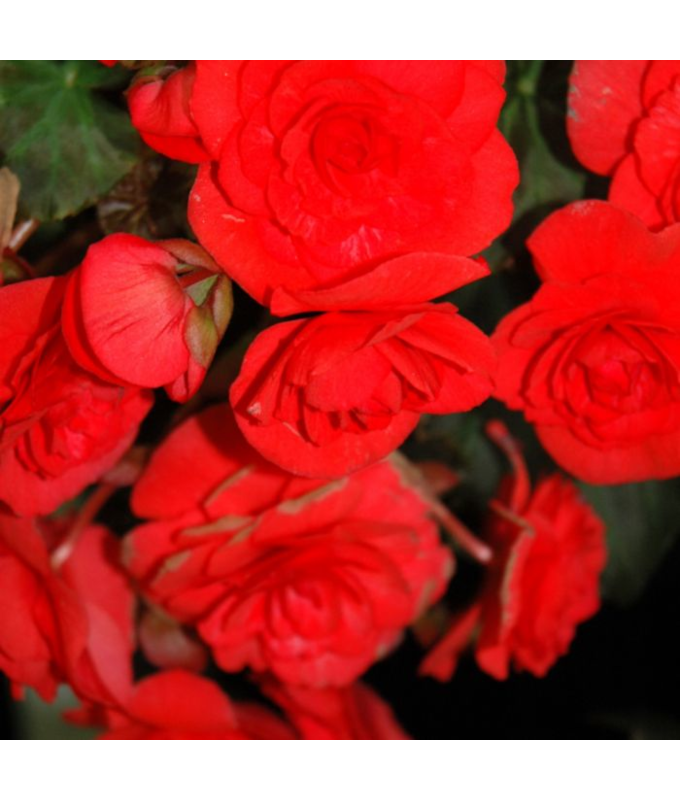 4.75T/10BEGON SOLENIA RED