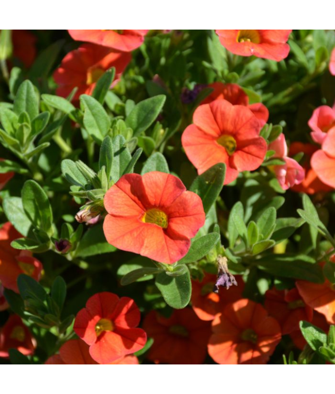 4.75T/10CALI CABARET BRT ORANGE