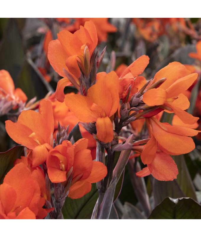 4.75T/10CANNA CANNOVA BR ORGE