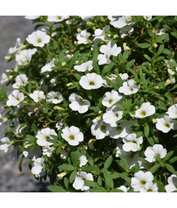 4.75T/10CALI CABARET BRIGHT WHIT