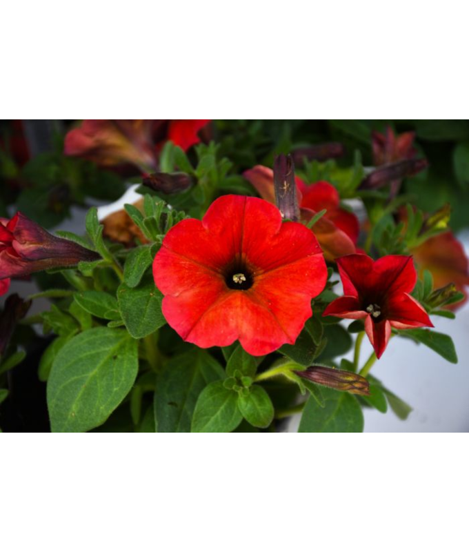 4.75T/10PETUNIA SUPRCAL RED MAPL