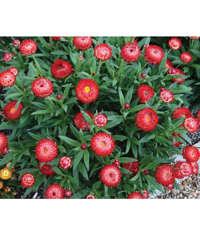 Z-4.75T/10BRACT GRANVIA CRIM SUN