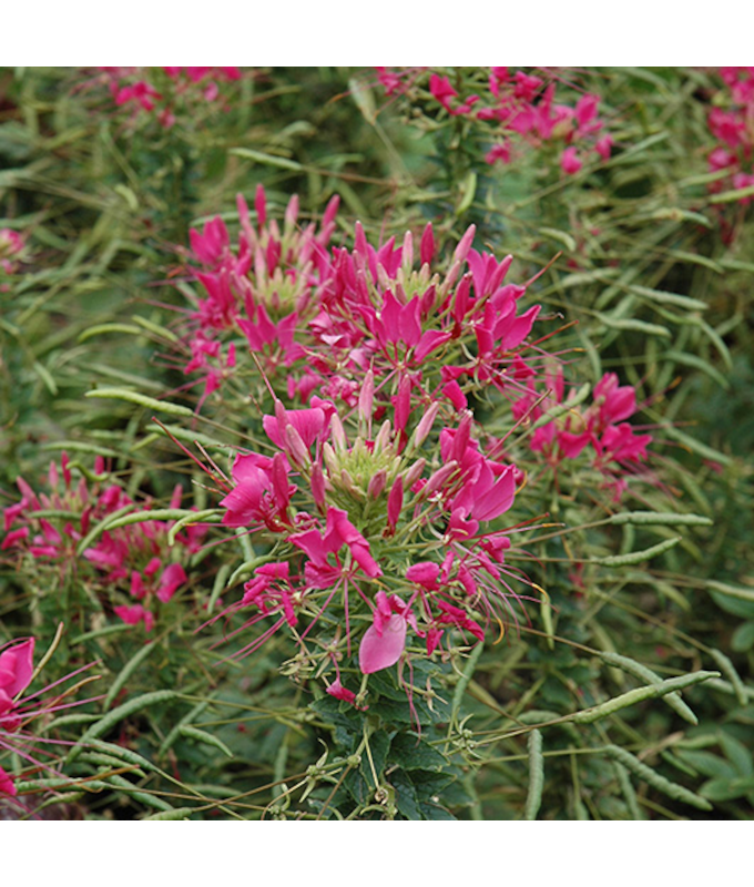 Z-4.75T/10CLEOME SPARKLR 2.0 RSE
