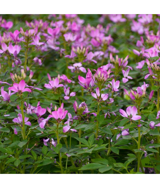 4.75T/10CLEOME CLIO MAGENTA