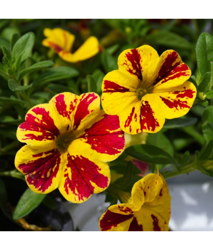 4.75T/10CALI LIA ABSTRACT LMN CY