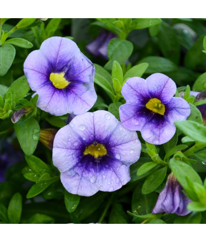 4.75T/10CALI EYECONIC PURPLE