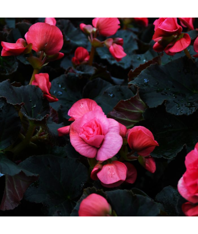 4.75T/10BEGON SOLENIA LT PNK