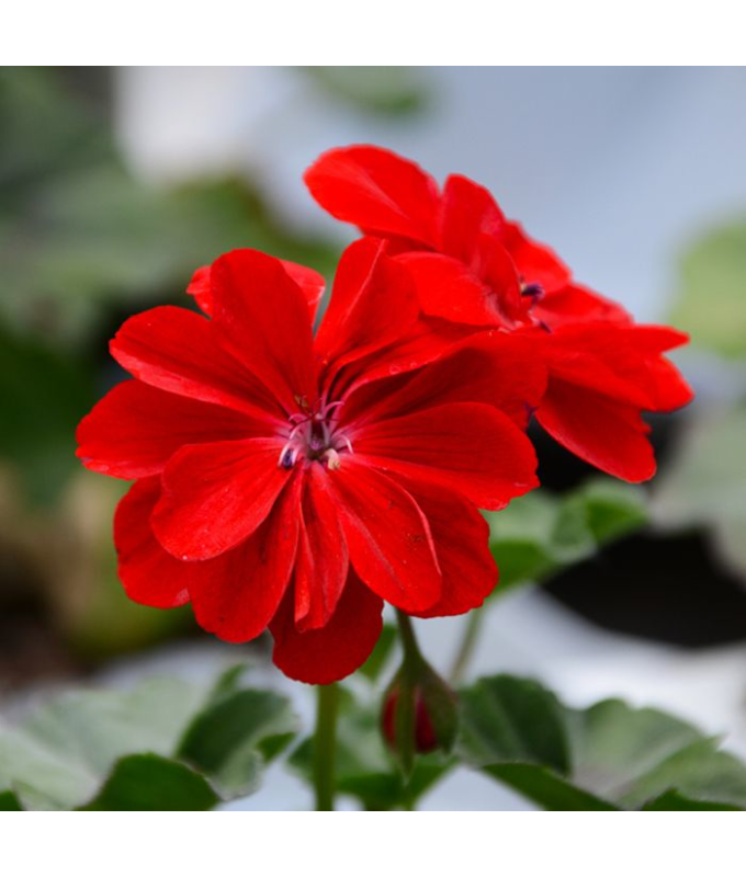 4.75T/10GERAN IVY LEAGUE RED