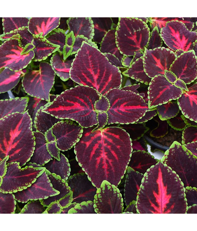 4.75T/10COLEUS MN ST ORCHARD RD