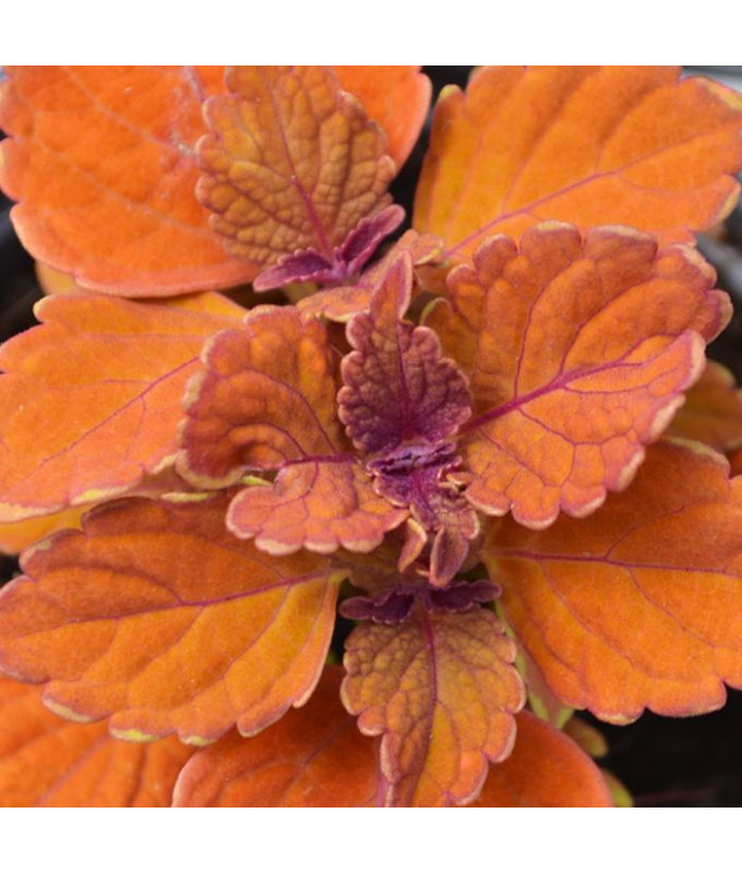 4.75T/10COLEUS INFERNO