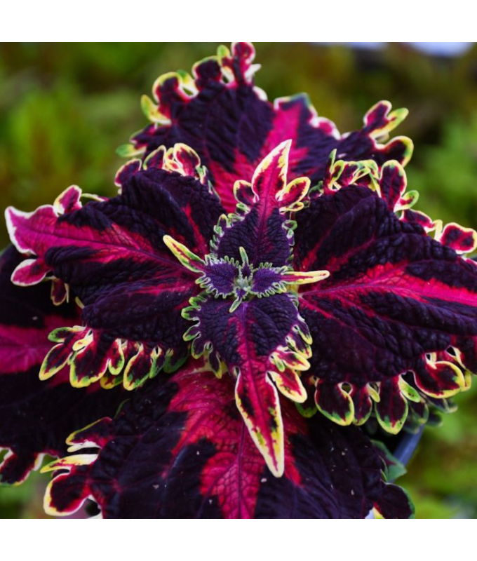 4.75T/10COLEUS WITCHES BREW