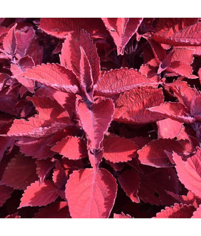 4.75T/10COLEUS RUBY SLIPPERS